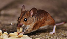 24 Hour & Emergency Exterminators in Dunbar, WV